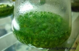 蓝绿藻产纳米纤维素：高纯度生物材料的可持续新路径