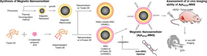 HER2 靶向磁性纳米敏化剂增强 HER2 阳性癌症的体内 MRI 成像